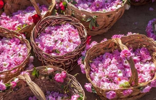 تصویر 4 از گلاب زهرا کرمان با عطر طبیعی گل محمدی